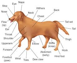 A Visual Guide To Understanding Dog Anatomy With Labeled