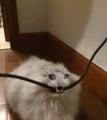 Seaguk Jeongguii Twitter Funny Animal Memes Cat Memes Cute Funny Animals