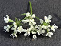 Image result for Anisotes