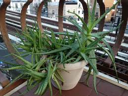 Aloe Vera Barbados Aloe World Of Succulents Succulents Aloe Vera Uses Flowering Succulents