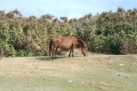 The average height of yonaguni is 44 inches (11 hands). Yonaguni Horse Information Origin History Pictures