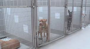 Dad is lilac and tan. Update Animal Foundation Has Taken In 303 Strays In First Week Of July Klas