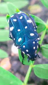 Image result for Dicranopteris elegantula