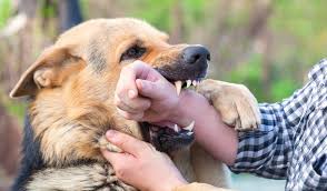 Image result for Dog Bite
