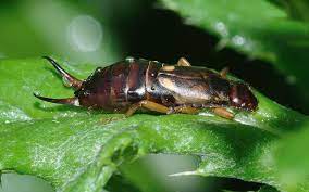 In most cases they do very little harm and should be left alone. How To Get Rid Of Earwigs In House And Keep Them From Getting Back Inside How I Get Rid Of