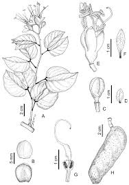 Image result for Hymenaea