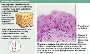 Tissue The Living Fabric Tissue Biology Human Anatomy And Physiology Anatomy