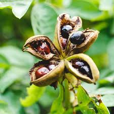 Harvesting & Planting Peony Seeds To Grow Plants For Free | Gardening Know  How