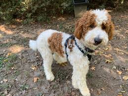 Anyways main point, i'd like to see the size of a full grown mini/med goldendoodle, maybe compared to a person? Our Dogs