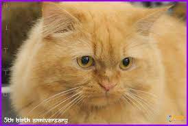 What characteristics define a mackerel tabby cat? Bittu Ginger Orange Mackerel Tabby Cat Home Facebook
