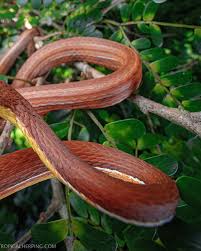 Image result for Salacia madagascariensis