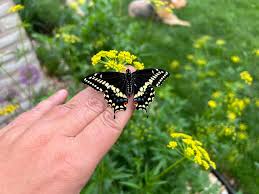 Image result for Hypoxis subspicata