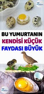 Astim Bronsit Nefes Darligi Ve Bildircin Yumurtasi Food Breakfast Eggs