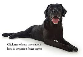 Look at pictures of labrador retriever puppies who need a home. Sclrr