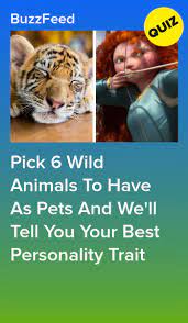 Choose Which Wild Animals You D Want As A Pet And We Ll Reveal Your Best Quality Animals Wild Animal Quiz Pets