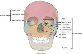 Check spelling or type a new query. Types Of Skeletal Systems Boundless Biology