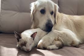 Gattino E Cane Sono Amici Davvero Inseparabili Video Il Mio Gatto E Leggenda