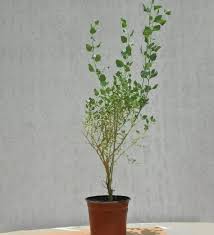 Image result for Atriplex halimus