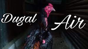 Pada musim pancaroba sangat mudah sekali ayam ayam kita terserang penyakit. Dugal Air Pada Ayam Youtube