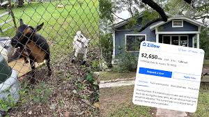 How to break a lease. Man Offers Discounted Rent For Dog Sitting Draws Internet Outrage Inman