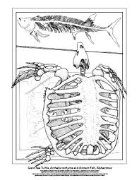 Make a coloring book with turtle parking for one click. Explore Highlights Coloring Book Education Yale Peabody Museum Of Natural History