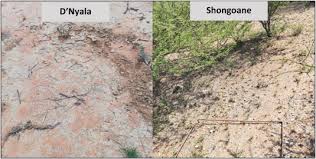 Image result for Schmidtia pappophoroides