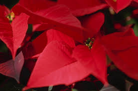 Immer wieder hört man, man sollte den weihnachtsstern draußen pflanzen. Weihnachtsstern So Pflegen Sie Ihn Richtig Zimmerpflanzen Garten
