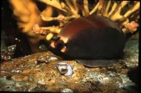 Image result for Graphorkis lurida