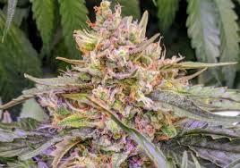 The creation of auto northern lights was an inevitability. Best Autoflower Cannabis Seeds 2021 10buds Cannabis Growing Guide