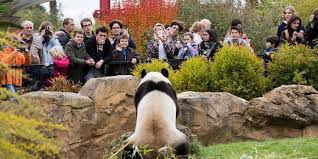 #personal #life #zoo de beauval #koala #slytherin #pottermore. Beauval Le Plus Beau Zoo De France Loisirs Accueil France