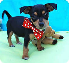 The imps mission is to improve the lives of homeless and abandoned miniature pinschers through rescue and the love and respect that. Irvine Ca Miniature Pinscher Meet Weasel A Pet For Adoption