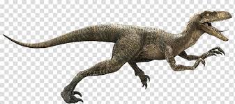 This intensely aggressive and intelligent hybrid stands 13 feet tall and measures 50 feet in length. Brown T Rex Illustration Velociraptor Owen Jurassic Park Youtube Indominus Rex Jurassic Park Transparent Background Png Clipart Hiclipart