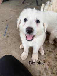 How to rehome 7 ducklings in the KC area?