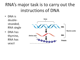In dna, each protein is encoded by a the particular sequence of amino acids in the chain is what makes one protein different from another. Biological Molecules Ppt Download