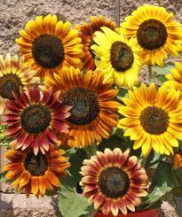 This Variety Produces Large Flowers That Grow Up To Six Inches In Diameter It Gets Its Name From The Fall L Wildflower Seeds Sunflower Seedlings Autumn Beauty