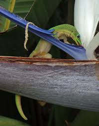 Here in hilo on the big island of hawaii the gold dust day geckos around our house love papaya. Gold Dust Day Gecko Wikipedia