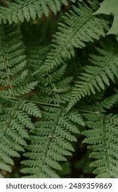 Image result for Hypolepis sparsisora