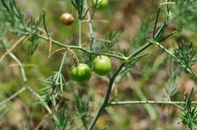 Image result for Asparagus minutiflorus