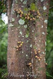 Image result for Ficus sansibarica
