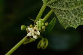 Image result for Zehneria scabra