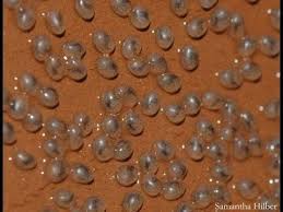 Why Do Some Fish Eat Their Own Eggs K O I