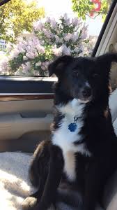 Australian Sheepdog Black And White Doggy Passenger Follow On Instagram Winniemini Winnie 8momthsold Miniature Australian Shepherd Black And White Bi Puppy Pets Australian Shepherd Puppi