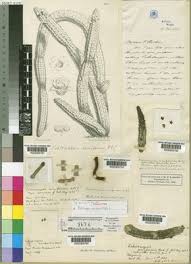 Image result for Centemopsis filiformis