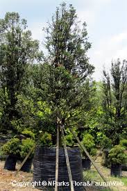 Image result for Diospyros ferrea
