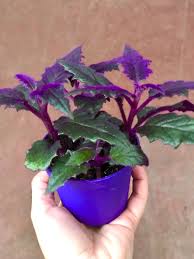 Image result for Gynura