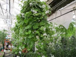 Tanaman hias dapat didefinisikan sebagai semua jenis tanaman, baik yang berbentuk terna, merambat, semak, perdu, ataupun pohon, yang sengaja ditanam sebagai komponen taman, kebun rumah, penghias ruangan, upacara, komponen riasan/busana, atau sebagai komponen karangan. 6 Jenis Tanaman Hias Gantung Untuk Mempercantik Rumah