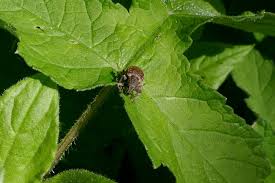 Image result for Leptaulus