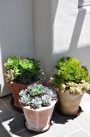 A cactus is not just a cactus. A New Garden Design Garden Design Plants Planting Succulents