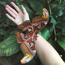 The atlas moth, attacus atlas, belongs to the family saturniidae, a family of huge and spectacular 4.2 sexual dimorphism. The Atlas Moth Is Considered Among The Largest Moths In The World Atlas Moth Most Beautiful Butterfly Moth
