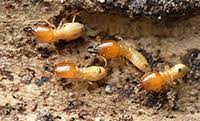 Getting rid of ants in miami, fl is no easy task. Moat Pest Control Near Me Bug Exterminator And Termite Inspection